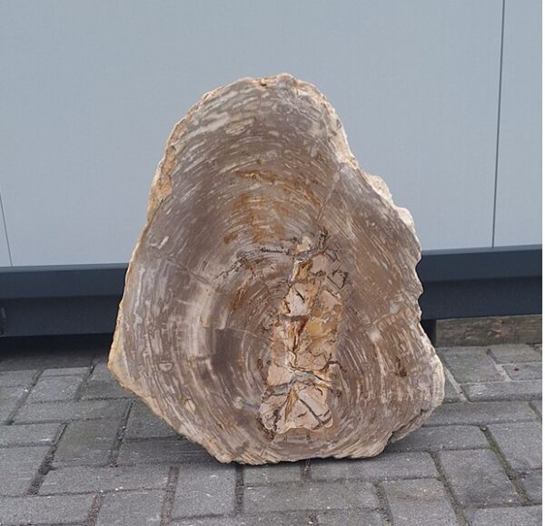 versteend houten urnenmonument