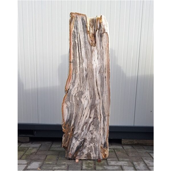 versteend hout